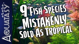 Aquatasy Countdown  9 Fish Species Mistakenly Sold As Tropical