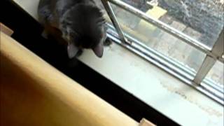 Clumsy Kitty Is Clumsy