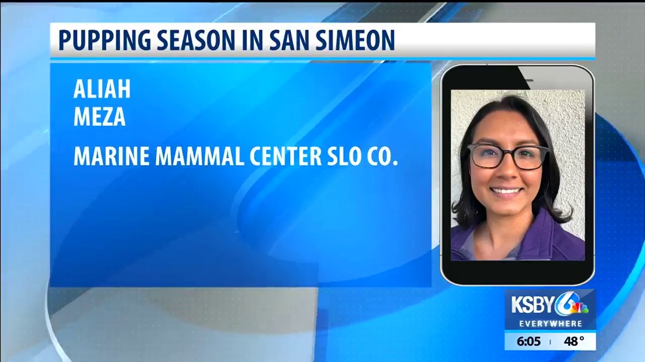 Tourists flock to San Simeon to observe Northern Elephant Seal pupping season