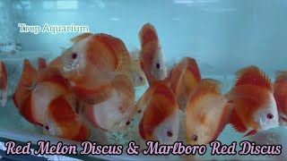 Download Lagu 19.05.2023 Weekly Highlights [Trop Aquarium] (Singapore)