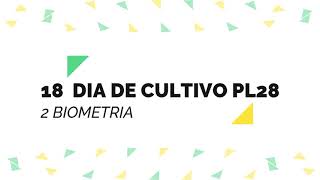 18  DIA DE CULTIVO PL28 VÍDEO 22 32