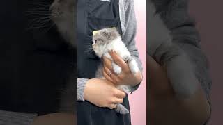 브리티쉬숏헤어, 귀여움 끝판왕