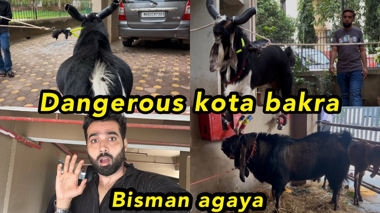 Most dangerous black tiger 😱 Bisman agaya Md goat farm se building me ❤️ | Shezaan Shaikh