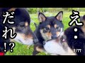 黒柴が三匹集まると超絶可愛いかった！（№177）