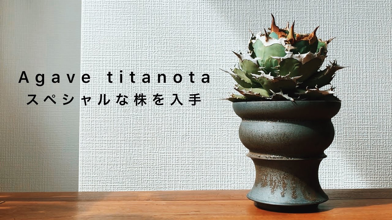 チタノタ×RLF】最高峰アガベを入手した‼︎ - YouTube