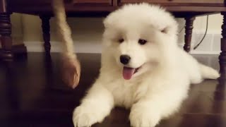 Wooyoo's Uncle Sent Me These Videos  l  Baby Samoyed