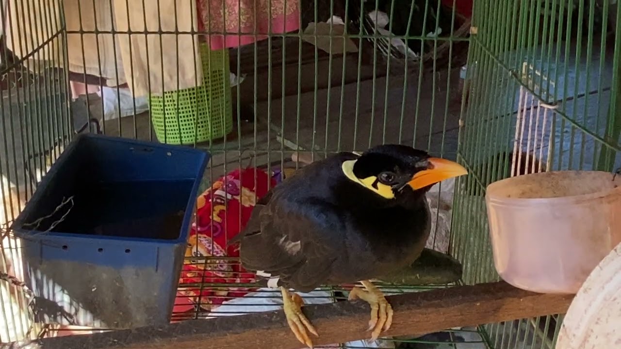 🦜🦜Sarika Keo can speak.🗣️🗣️🗣️🗣️