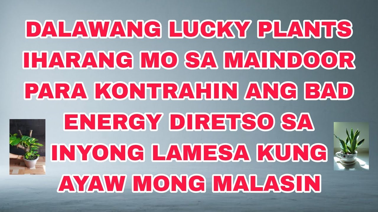 DALAWANG MASWERTING HALAMAN NA DAPAT IHARANG SA MAINDOOR DIRETSO SA LAMESA PARA HINDE KA MALASIN