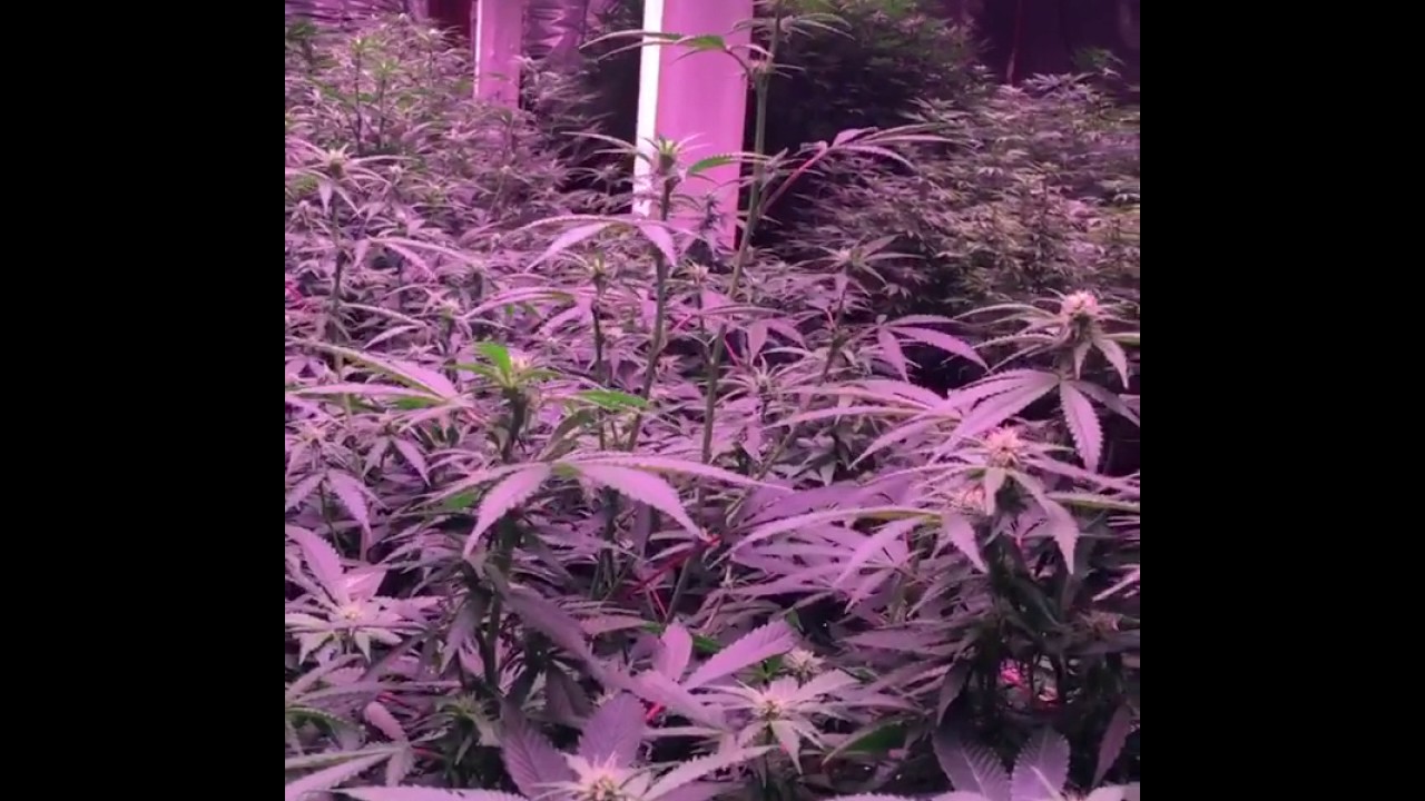 VividGro® LED Grow Lights - V2 Grow Room - Great Looking Plants