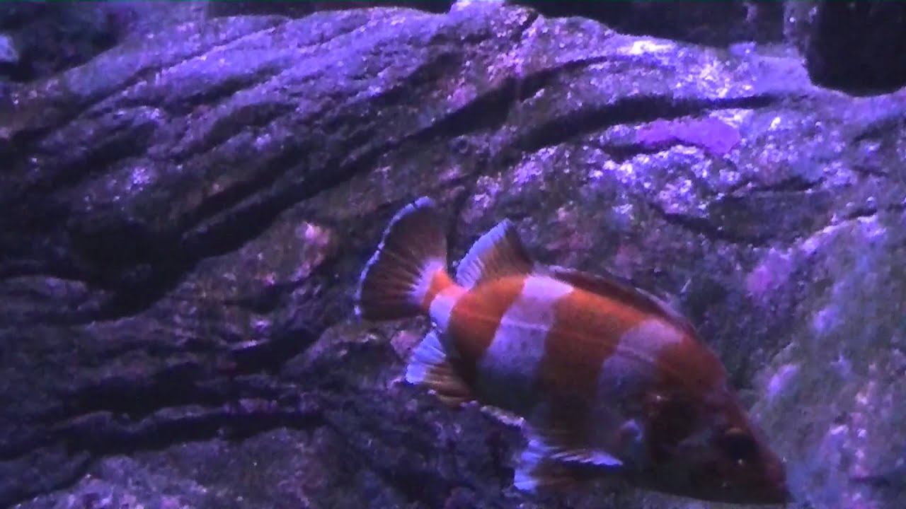 salt water aquariums that
