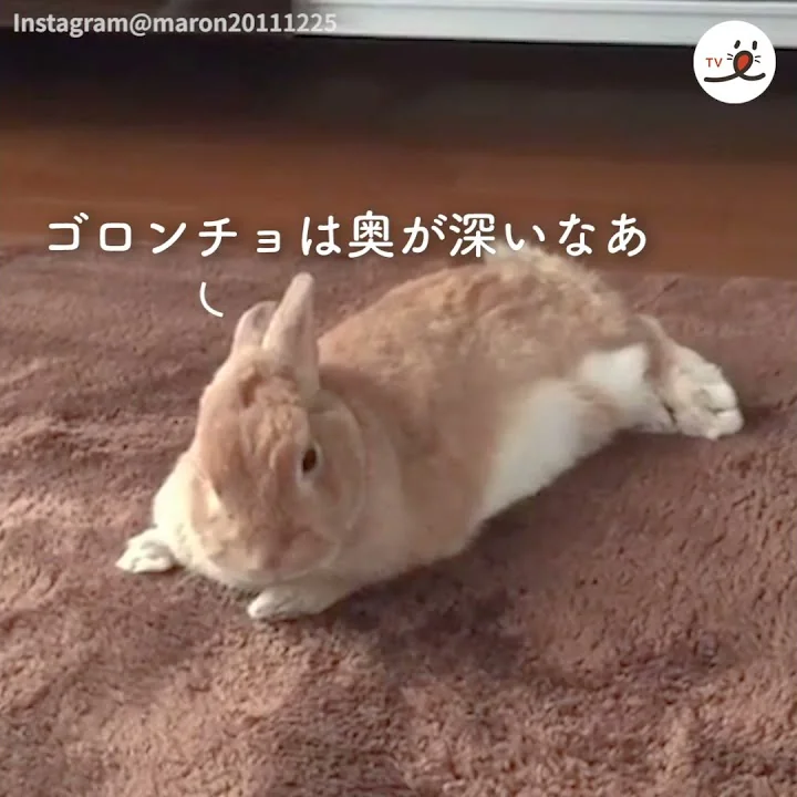 うさぎ リラックス