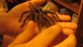Tarantula not moving or dying