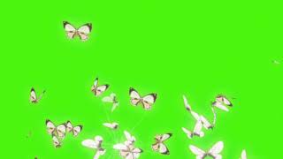 Футаж Бабочки На Зеленом Фоне Скачать