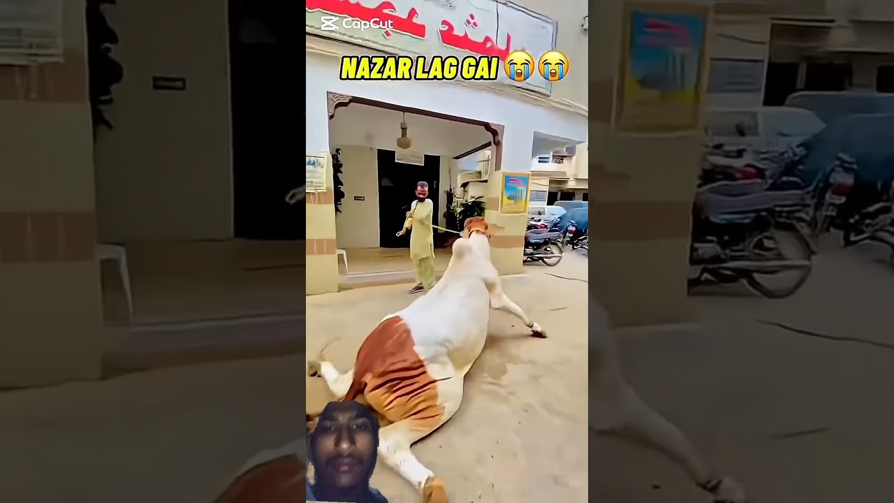 qurbani ke janwar ko nazr lag gai #foryou #viralvideo #ytshorts #ytshorts #camel #cowvideos