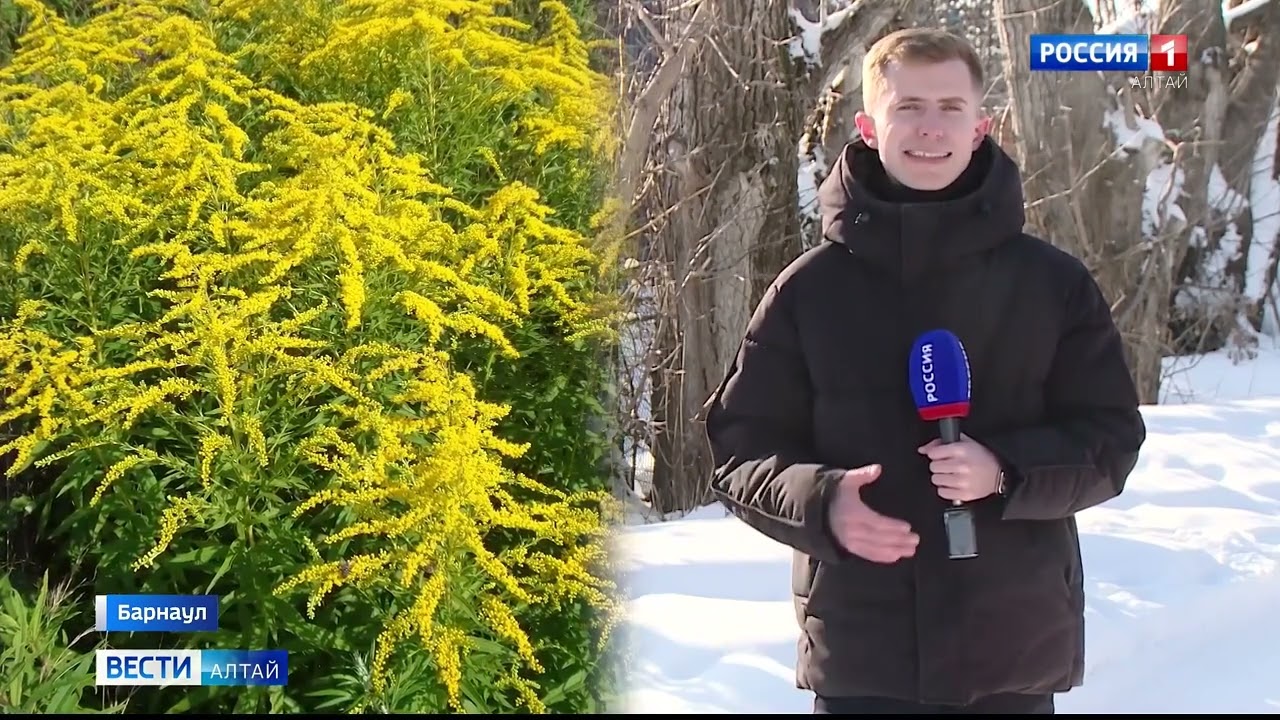 Садоводы, вырывайте эти растения и кустарники, иначе штраф! 