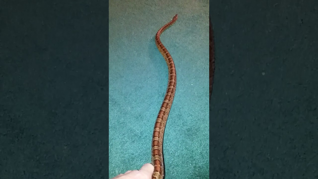camera iphone 8 plus apk Franko my Red-Rat Snake.