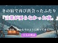 【大人の朗読🖤】冬の宿で再び出会ったふたり|灯りの下で🌕