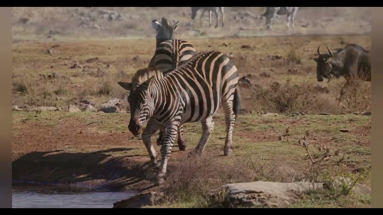 Mengenal Zebra dan Ekosistem Savana Afrika