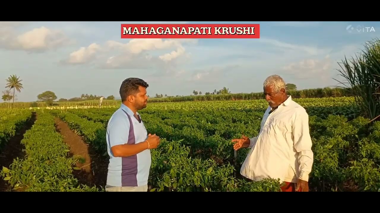 ಮೆಣಸಿನಕಾಯಿ ಕೃಷಿ. ಹಿರಿಯ ರೈತರ ಅನುಭವದ ಮಾತುಗಳು. Chilli cultivation complete details. 