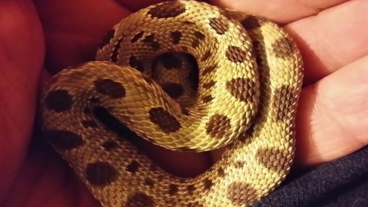 geckos food Vog#150 For Dark Science and Becky's Surprise