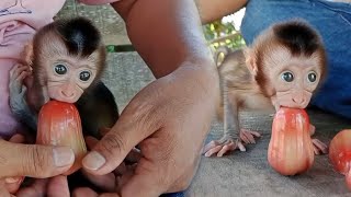 baby monkey Mobi learns to bite and eat fruit