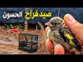 تحدي صيد فراخ الحسون بنصف شبكة فقط والحصيلة لا ت صد ق 