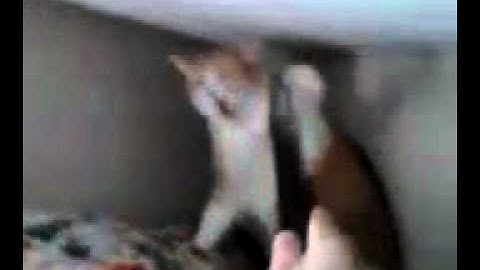 Me terrorizing my cat with vacume hozzes