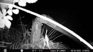 Bever Duikt Op Bij Natuur- En Milieucentrum De Ijzeren Man 7