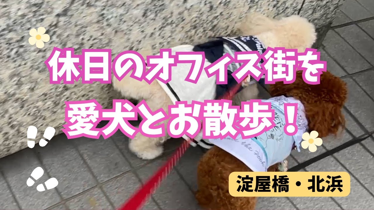 休日のオフィス街を愛犬とお散歩！【淀屋橋・北浜】