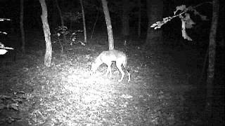 Hare Trigger Demo 18
