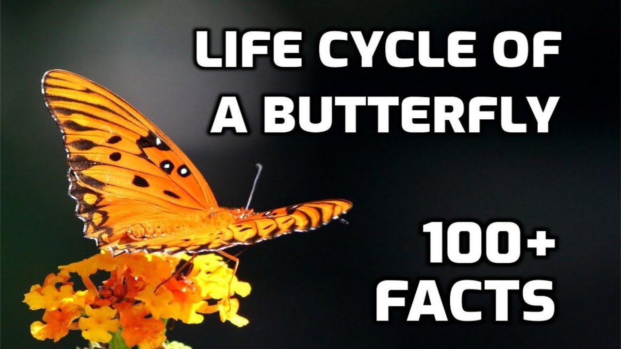 Butterfly Life Cycle - 100 Amazing Facts, Beautiful Butterflies🐛🦋 - YouTube