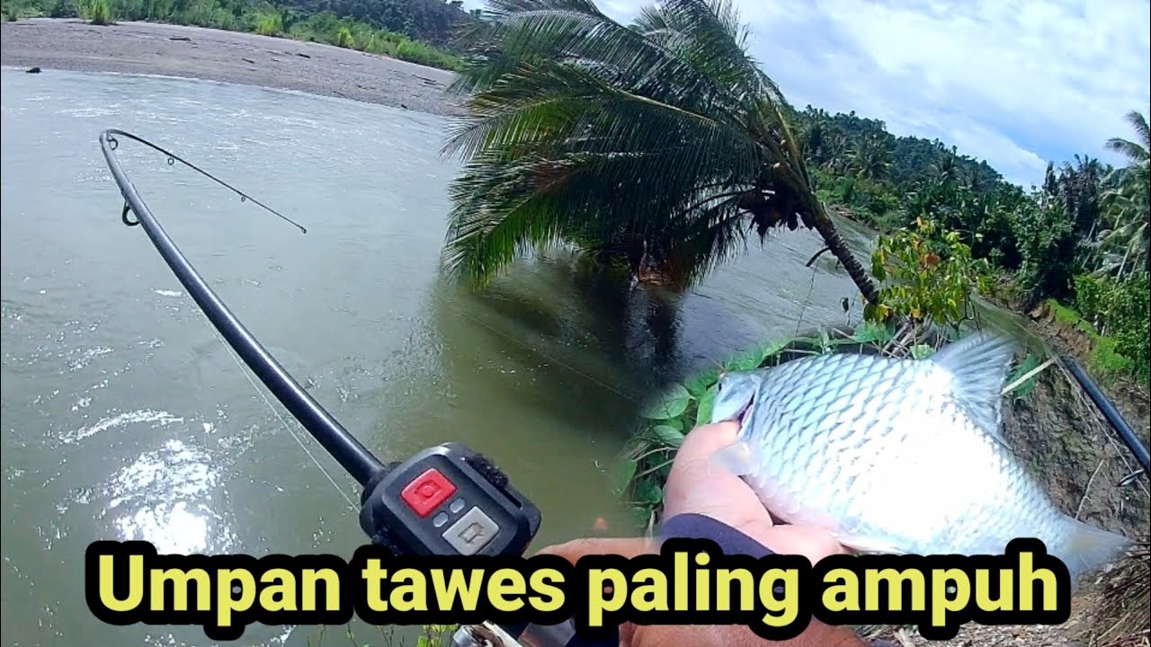 TAWES DAN KAKAP PALING DOYAN UMPAN UDANG HIDUP