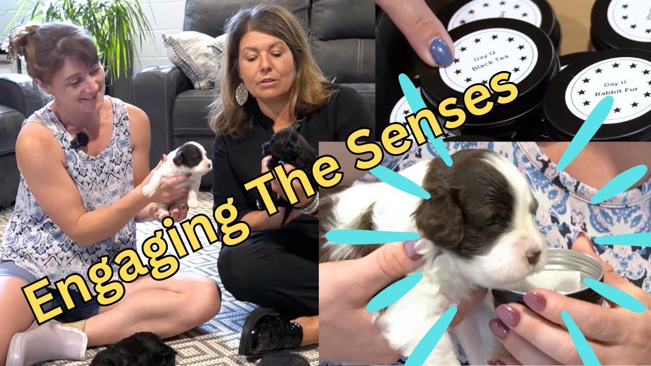 Stage 1: Strong Foundations for Puppies - Early Scent Introduction & Exposures