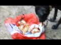 Buffet de Perro Asecinos Comiendo