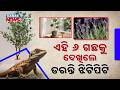 Special Report: Tired of Lizards? Plant These 6 Magical Plants &amp; Watch Them Run Away Forever!