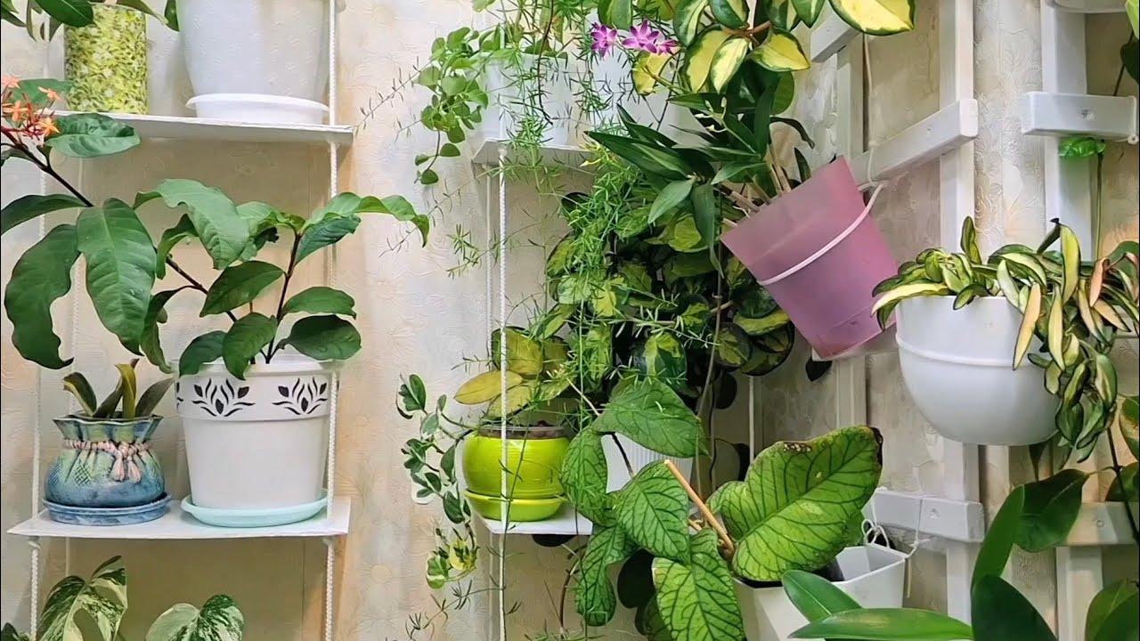 ОГЛЯД КІМНАТНИХ РОСЛИН. Грудень 2025. 1 частина🌵🪴🌱