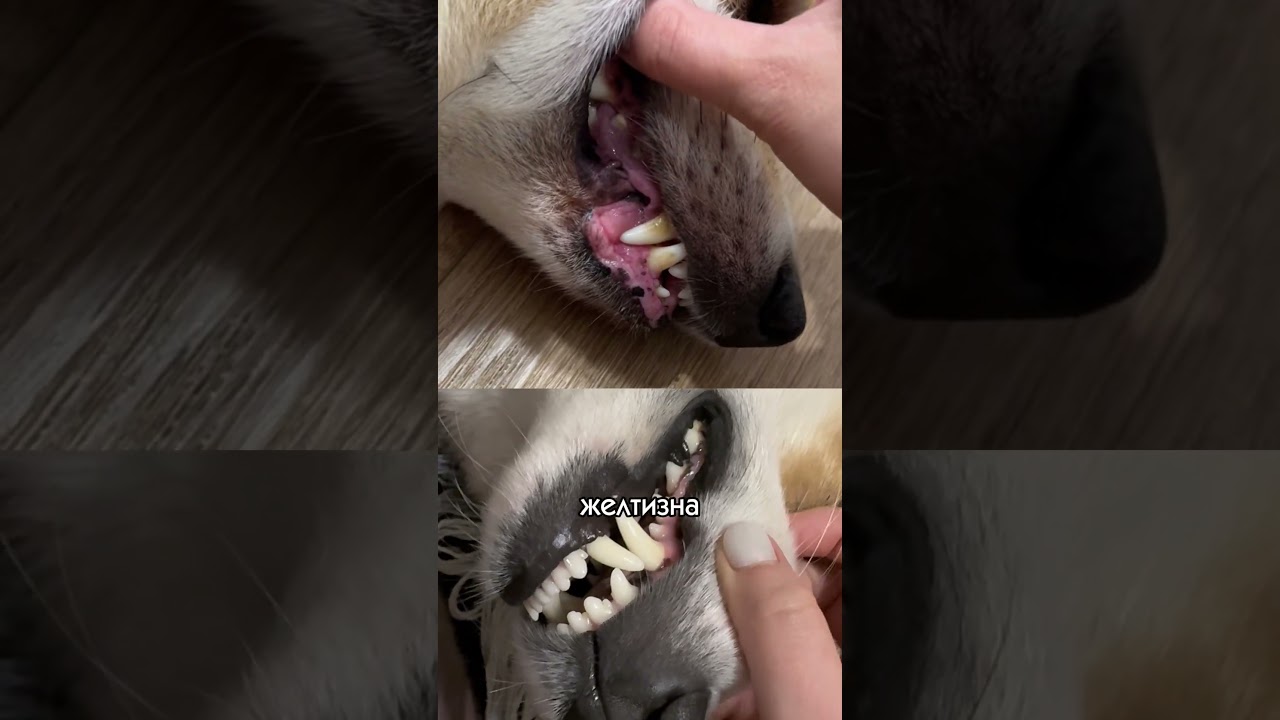 Наш зубной гель брали на ВБ, арт.: 