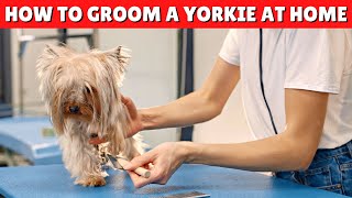 How to Groom a Yorkie AT HOME 🛁 ✂️ EASY and EFFECTIVE