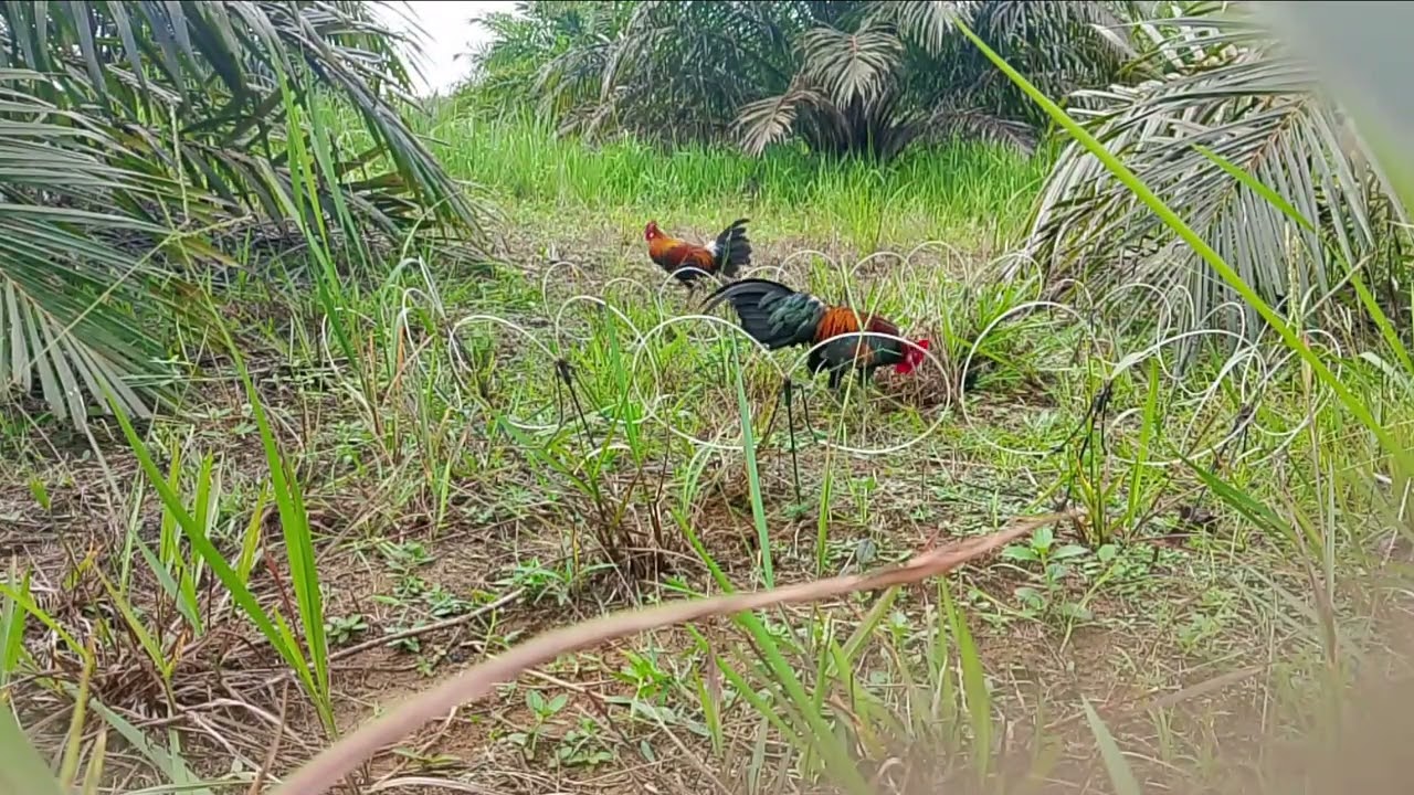 MIKATAYAMHUTAN FART 31