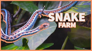 Snake Farm, New Braunfels: The Story Behind Ray Wylie Hubbard's Iconic Song