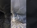 セリア自転車カバーと洗濯バサミ。　風で飛ばされない。