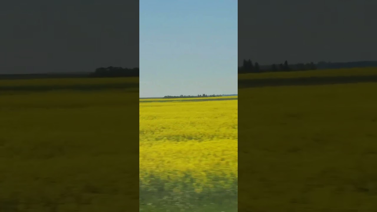 Canola Flower is endless !!  I ❤️ this scenery Alberta Canada 🇨🇦 #4