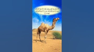 أفلا ينظرون إلى الإبل كيف خلقت || بصوت القارئ فارس عباد