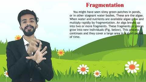fragmentation | Class 7 science | chapter 12 | lecture 5|  Reproduction in plants | NCERT