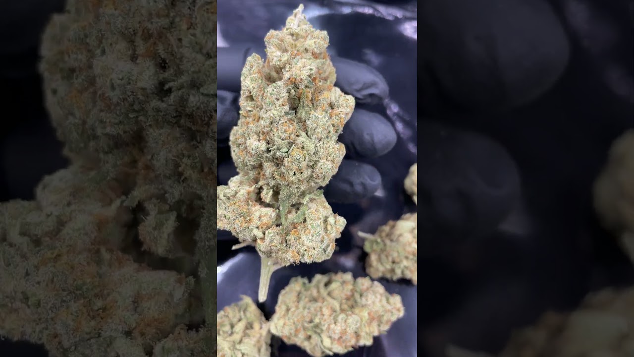 Fleur Money Maker CBD Indoor – Qualité Premium, Effets Relaxants, Arômes Puissants