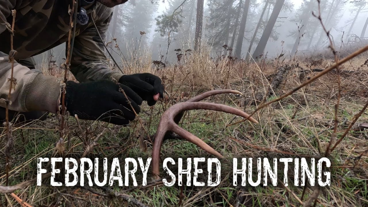 Shed Hunting 2026 | Biggest Wt Shed So Far | Foggy | Steep, Woods, Success!!