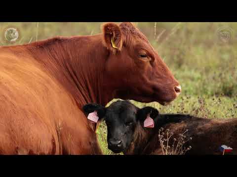 Video: Aberdeen Angus: Rysy Plemene A Fotografie