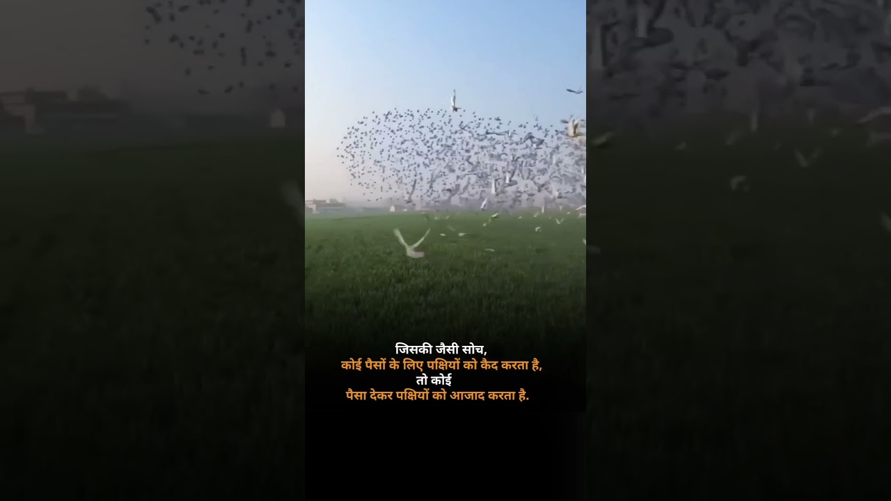 Save Birds 🥺 | Whatsapp Status | Motivational Quotes | Birds | 