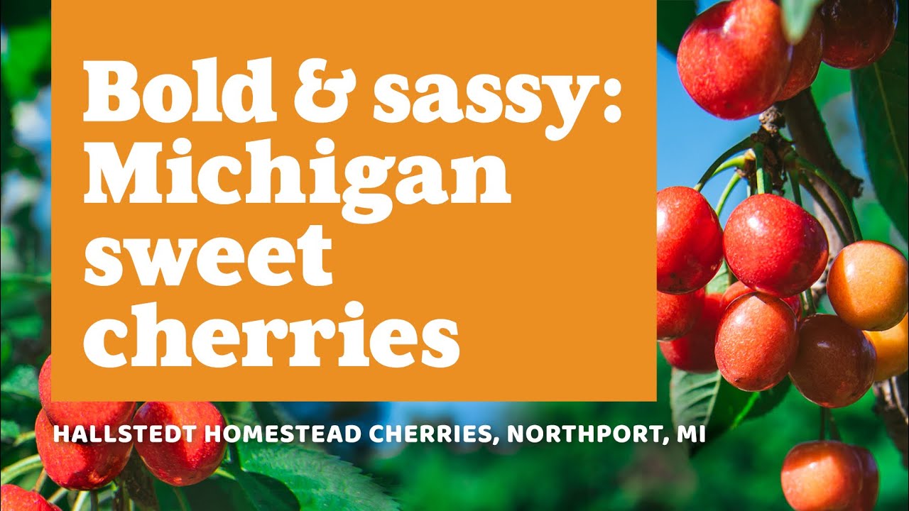 Cherry farming in Northern Michigan YouTube