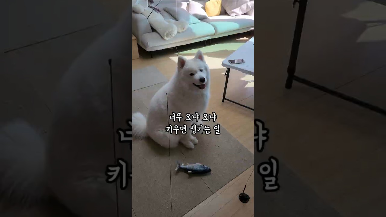 너무 오냐 오냐 키우면 생기는 일